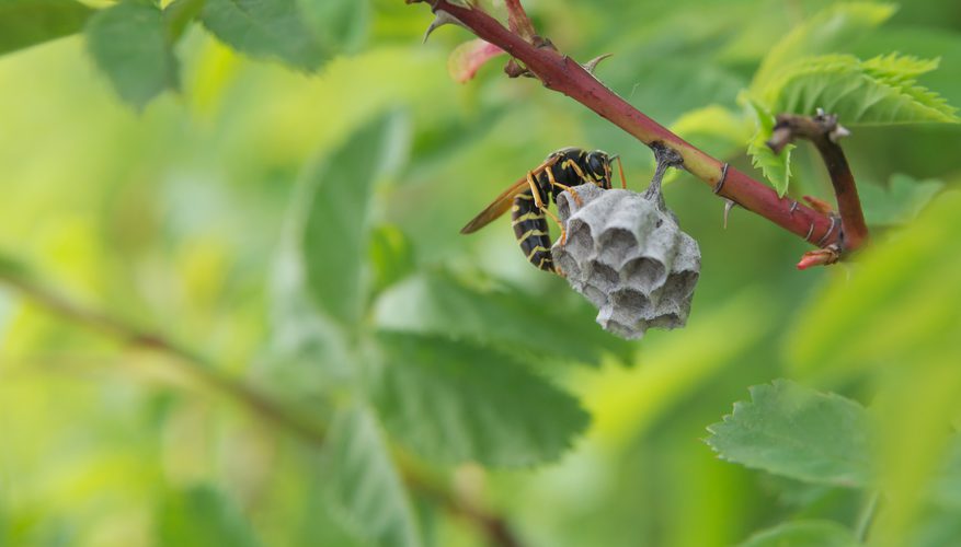 How to Identify Wasps Nests - LeaPro Pest Control
